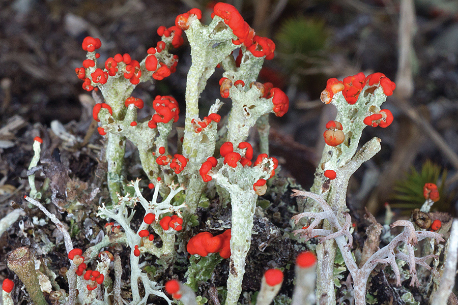 British soldier lichen